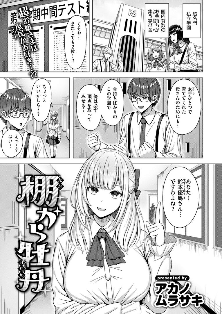 棚から牡丹|アカノムラサキ|b915awnmg03563 棚から牡丹|アカノムラサキ|b915awnmg03563